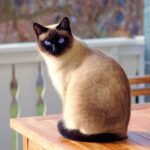 Arrêtez d’écrire sur le chat, vous risquez de vous faire griffer !