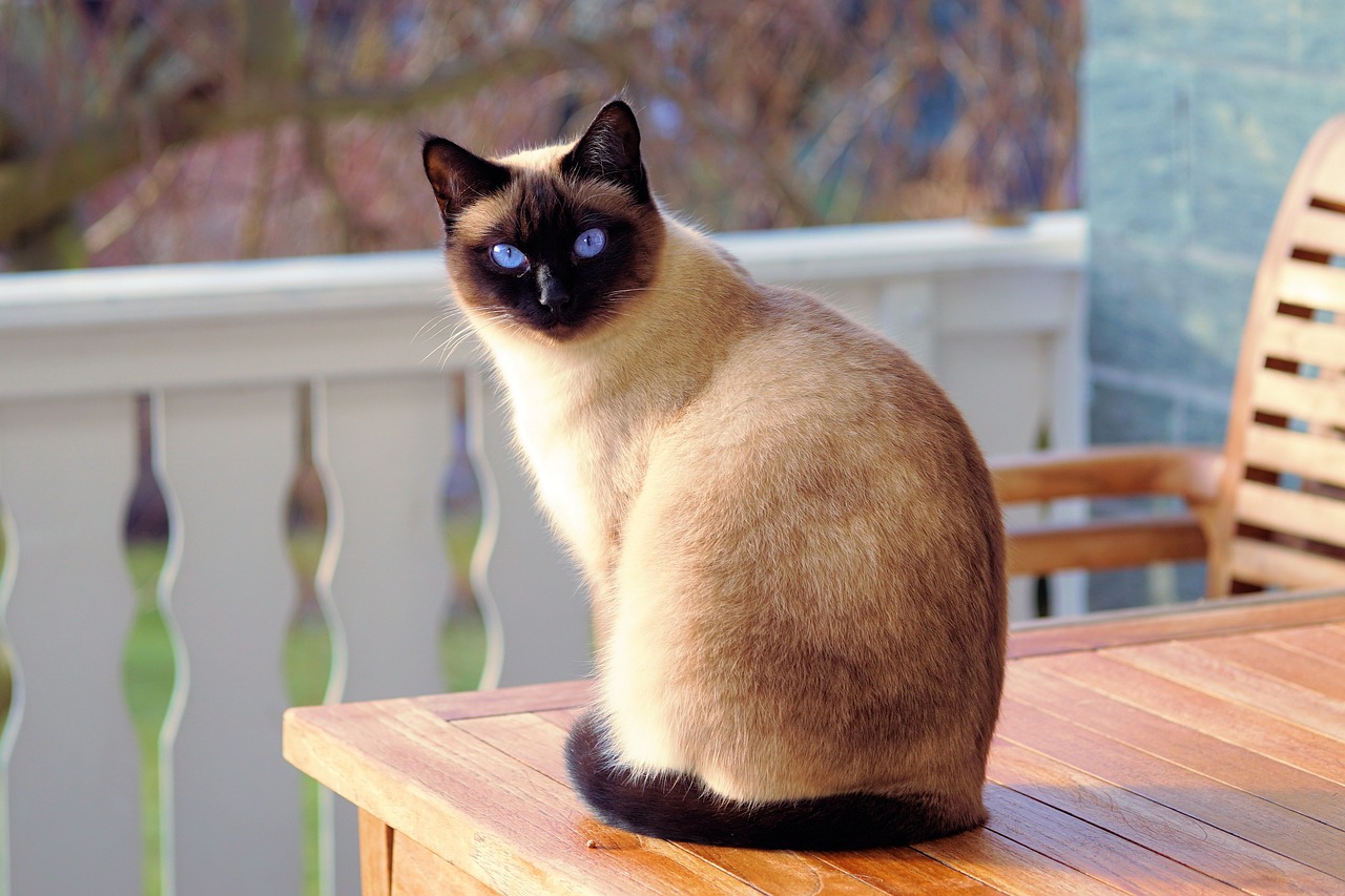 Lire la suite à propos de l’article Arrêtez d’écrire sur le chat, vous allez vous faire griffer !